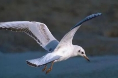 灵感来自动物，汽车上这些设计你了解吗？