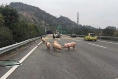 高速开车突遇动物跑出，绕道还是撞上去？交警：再说一遍，记住了