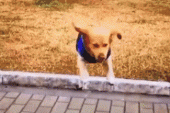 十万块国产SUV怎么选？