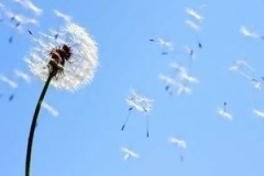 近三年世界上最安全的40款车出炉，沃尔沃只入选1款，最安全的品牌在中国很小众 |DA榜