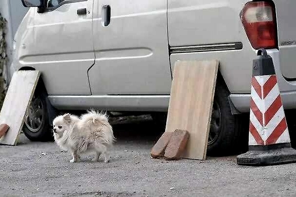 15秒钟面部被揍7拳 撒泼狗主人终为自己的纵容行为买单！