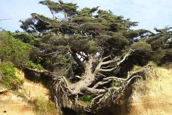 “后疫情”时代，齐普策为BMW列出“强身计划表”！