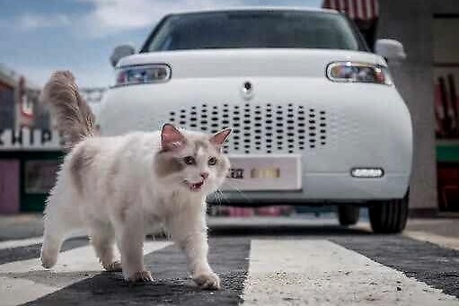离年轻人再近一些 欧拉白猫掀起车圈“吸猫”潮