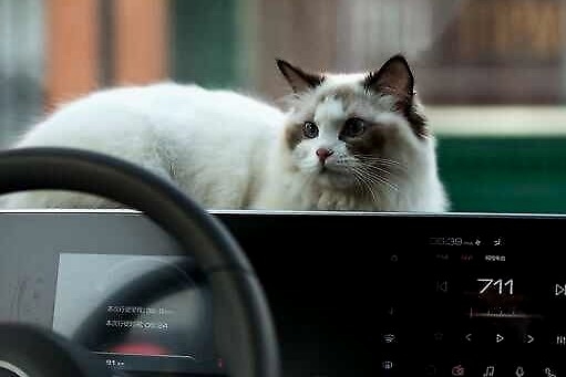 长城欧拉大型角色扮演翻车现场？知道真相的我献上膝盖