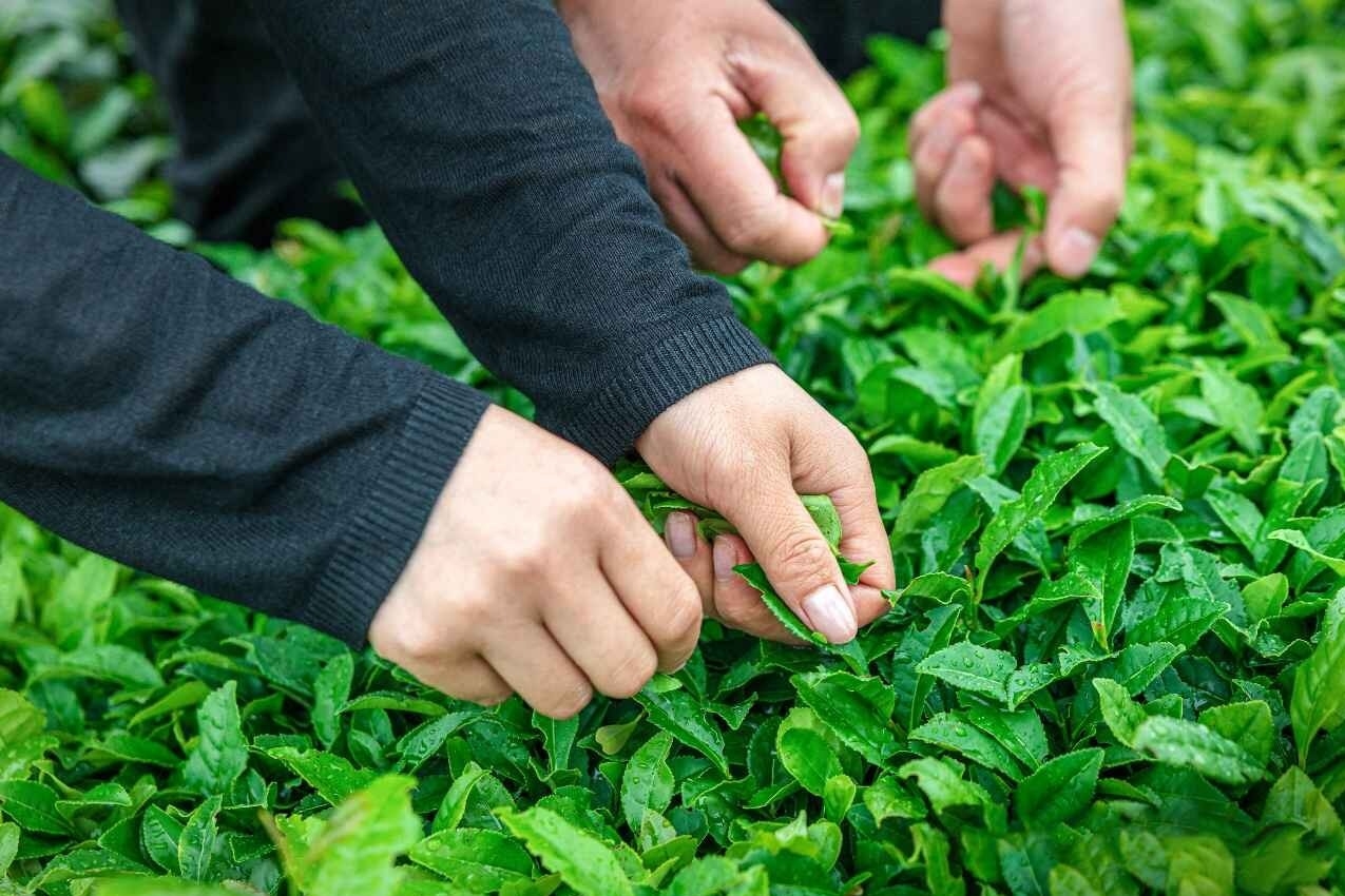 哈弗探索用户运营新模式 用户共创首推“弗茶”品牌