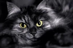 黑猫来袭！欧拉破圈构建新物种