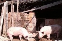 河北一老农家猪圈丢猪，无奈报警后，专家赶到现场乐开了花