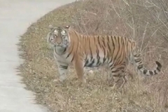 心惊肉跳！车正在公路上行驶，前方突然蹿出一只野生东北虎…