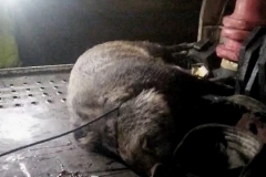 高速路上撞野猪，能否带回家吃？网友：小心坐牢！