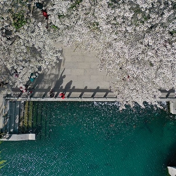 这就是山东·凤瞰齐鲁丨春日好时光！航拍济南五龙潭公园樱花盛开
