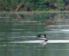 民权黄河故道国家湿地公园成为“青头潜鸭重要繁殖地”