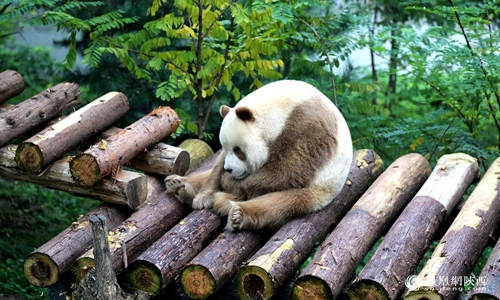 秦岭大熊猫七仔
