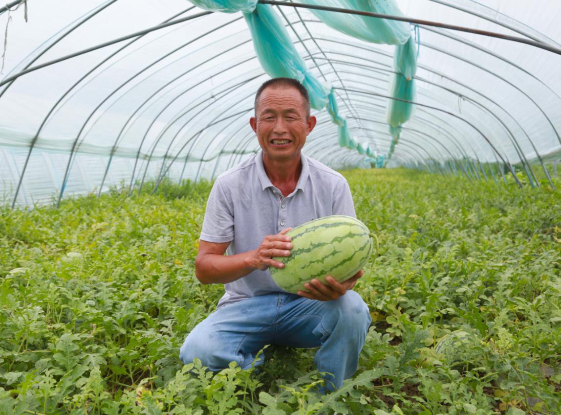 泗县墩集镇草莓基地,规划面积2万亩,目前已建成区达1万亩,草莓种植户