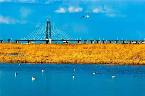 大庆最佳赏苇地:龙凤湿地,鹤鸣湖湿地