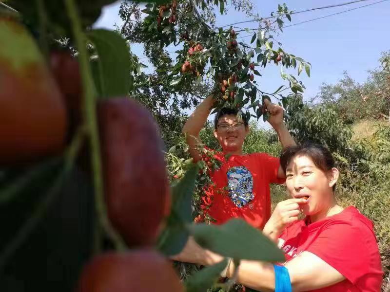 沂源红枣