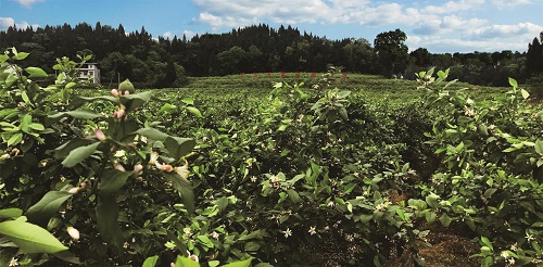 汇达柠檬种植基地 潼南区委宣传部供图