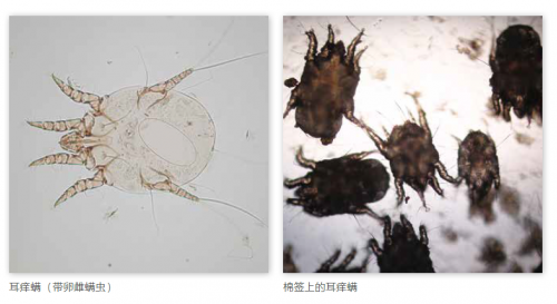 宠物体外驱虫多久一次？宠友们，答案在这里