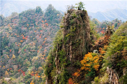 秋色渐浓，细数老君山中那些美丽的红叶树种