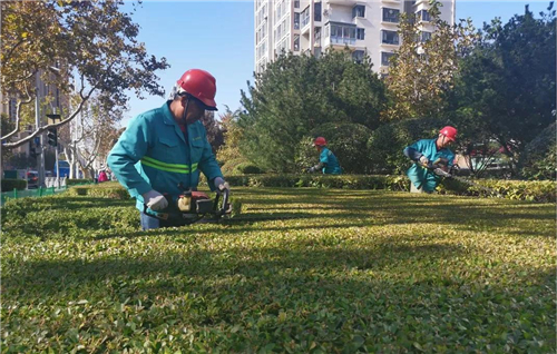 青岛市园林绿化养护管理现场观摩会在李沧区召开