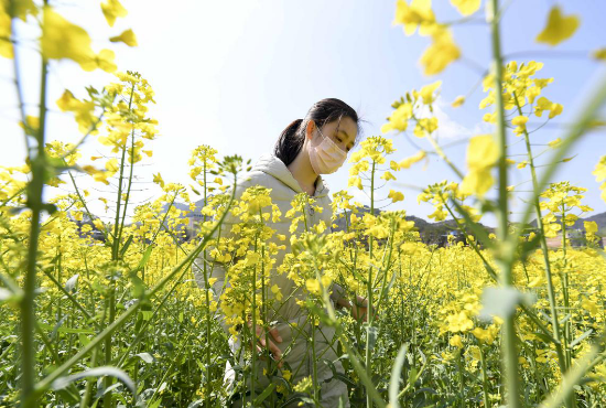 湖南平江万亩油菜花盛开游人戴口罩踏青赏春景