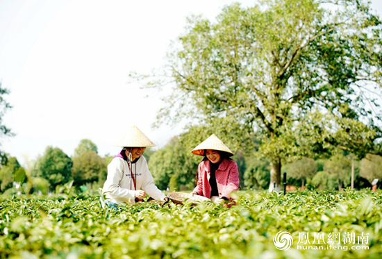 春光明媚，游客在长沙县金井茶园体验采茶。长沙晚报通讯员盛磊摄