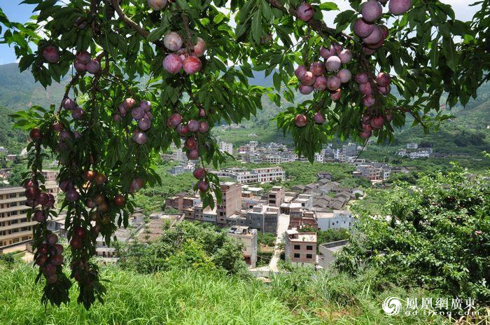 图为广东茂名信宜市老区钱排镇三华李之乡风貌.