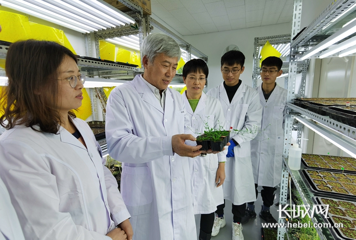 河北棉花专家马峙英把自己种在棉田里