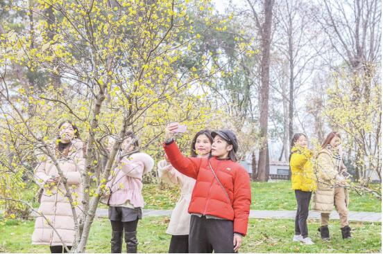 佳节正是赏花时 洪山广场郁金香东湖梅花蜡梅来了(图2)