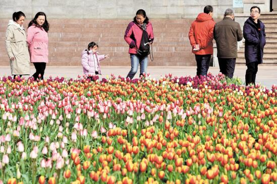 佳节正是赏花时 洪山广场郁金香东湖梅花蜡梅来了(图1)