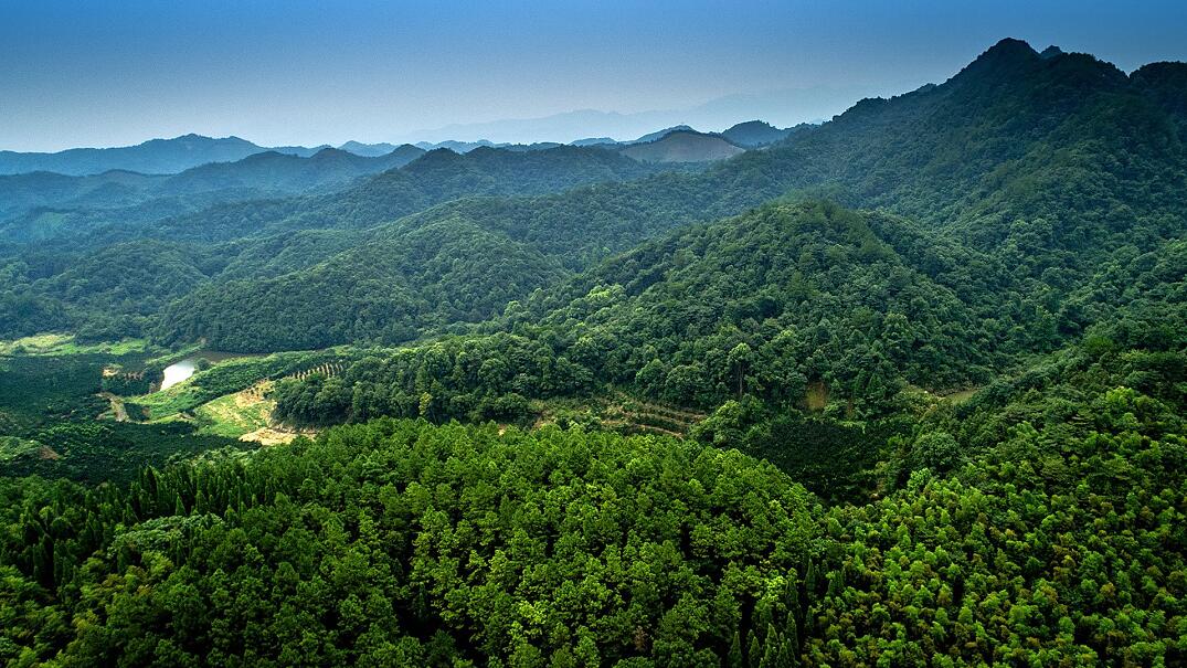 凤凰网:江西:疫情防控建设项目需使用林地 可依法先行使用