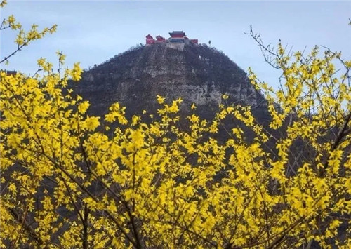全面升温，云台山万亩花海即将绽放！