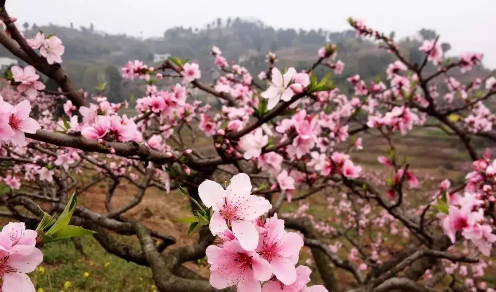 永修凤凰山桃花园花香芬芳满园春