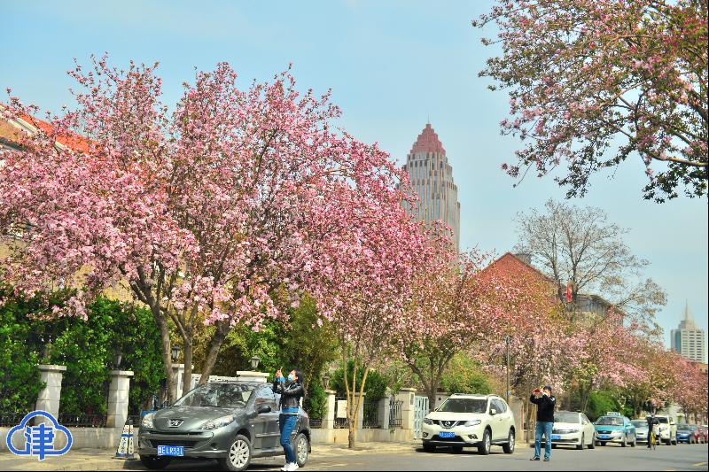 五大道花海 惊艳了春光（最新发布）