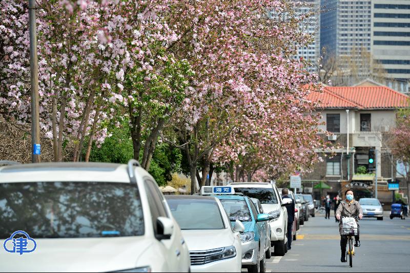 五大道花海 惊艳了春光（最新发布）