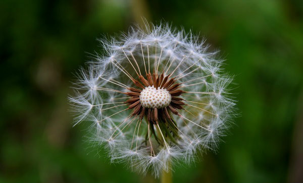 蒲公英开满了绿道
” width=