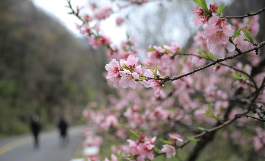 尧山：三月飞雪至 浪漫春花开