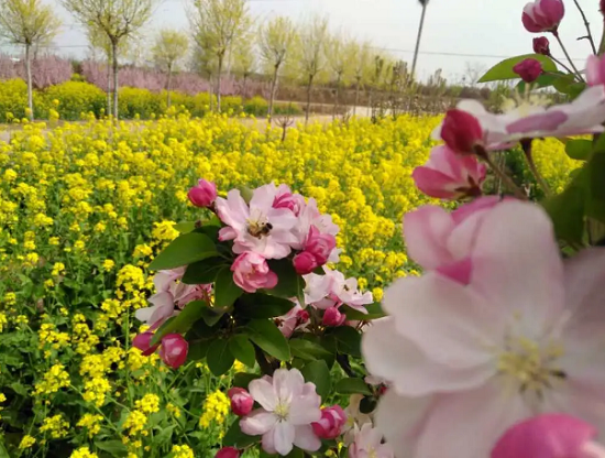 来一场自驾游吧赏花遛娃烧烤游乐尽在荥阳新沟花海