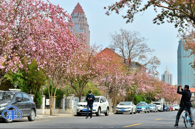 五大道花海 惊艳了春光（最新发布）
