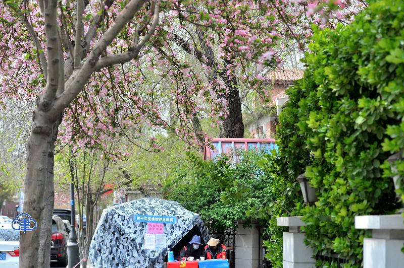 五大道花海 惊艳了春光（最新发布）