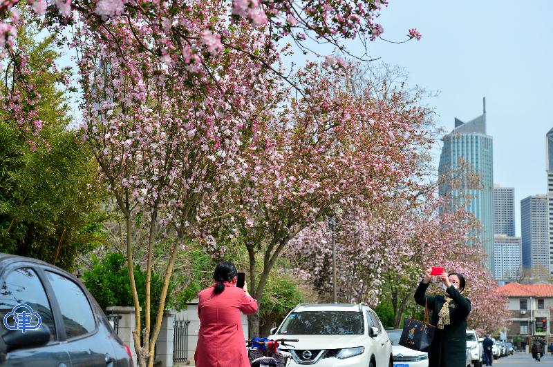 五大道花海 惊艳了春光（最新发布）