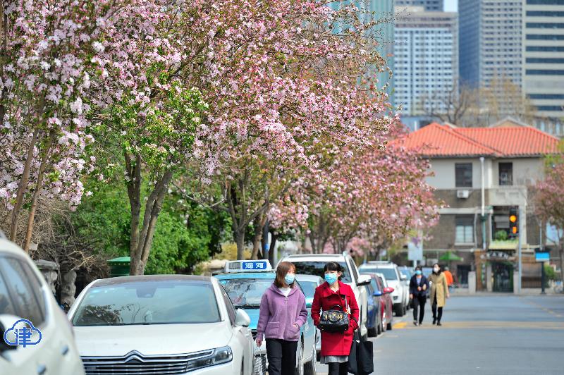 五大道花海 惊艳了春光（最新发布）