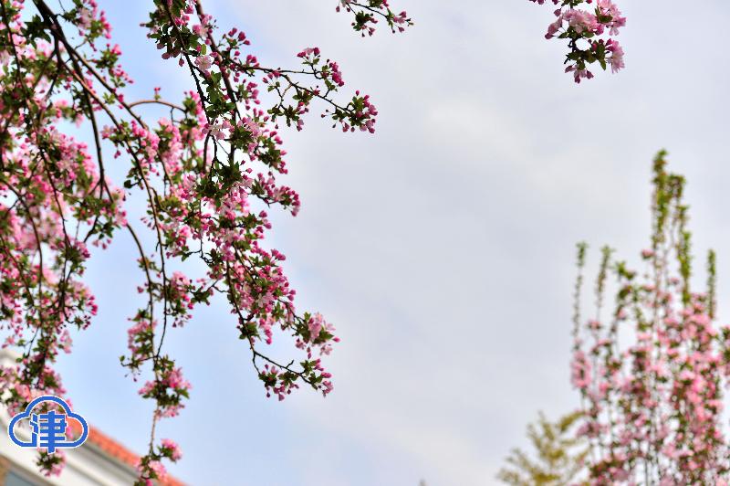 五大道花海 惊艳了春光（最新发布）