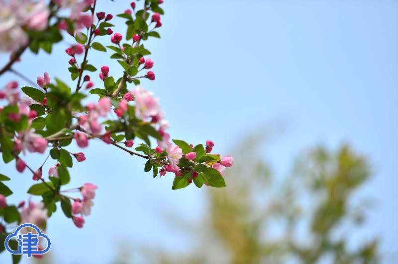 五大道花海 惊艳了春光（最新发布）