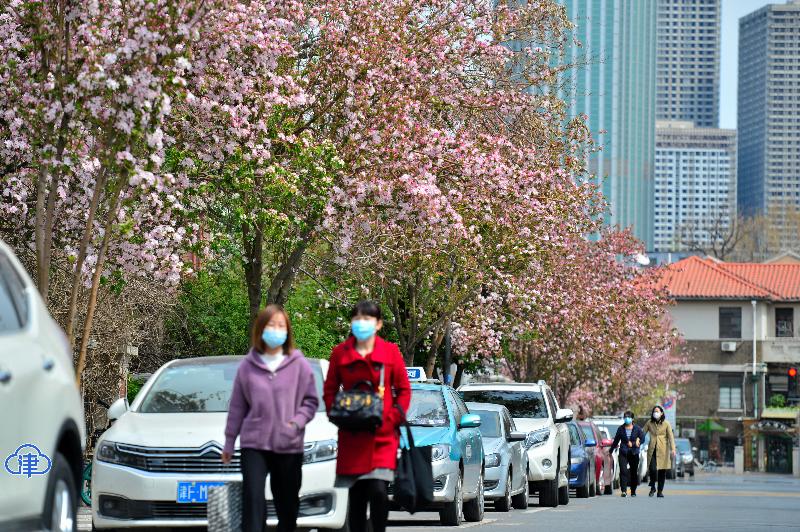 五大道花海 惊艳了春光（最新发布）