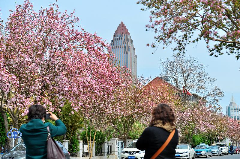 五大道花海 惊艳了春光（最新发布）
