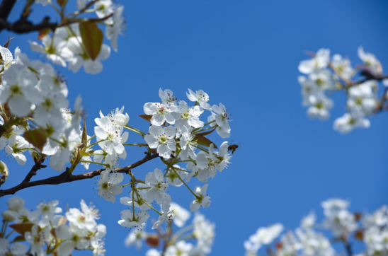 @京津冀抖音達人團拉開滄州觀花潮序幕