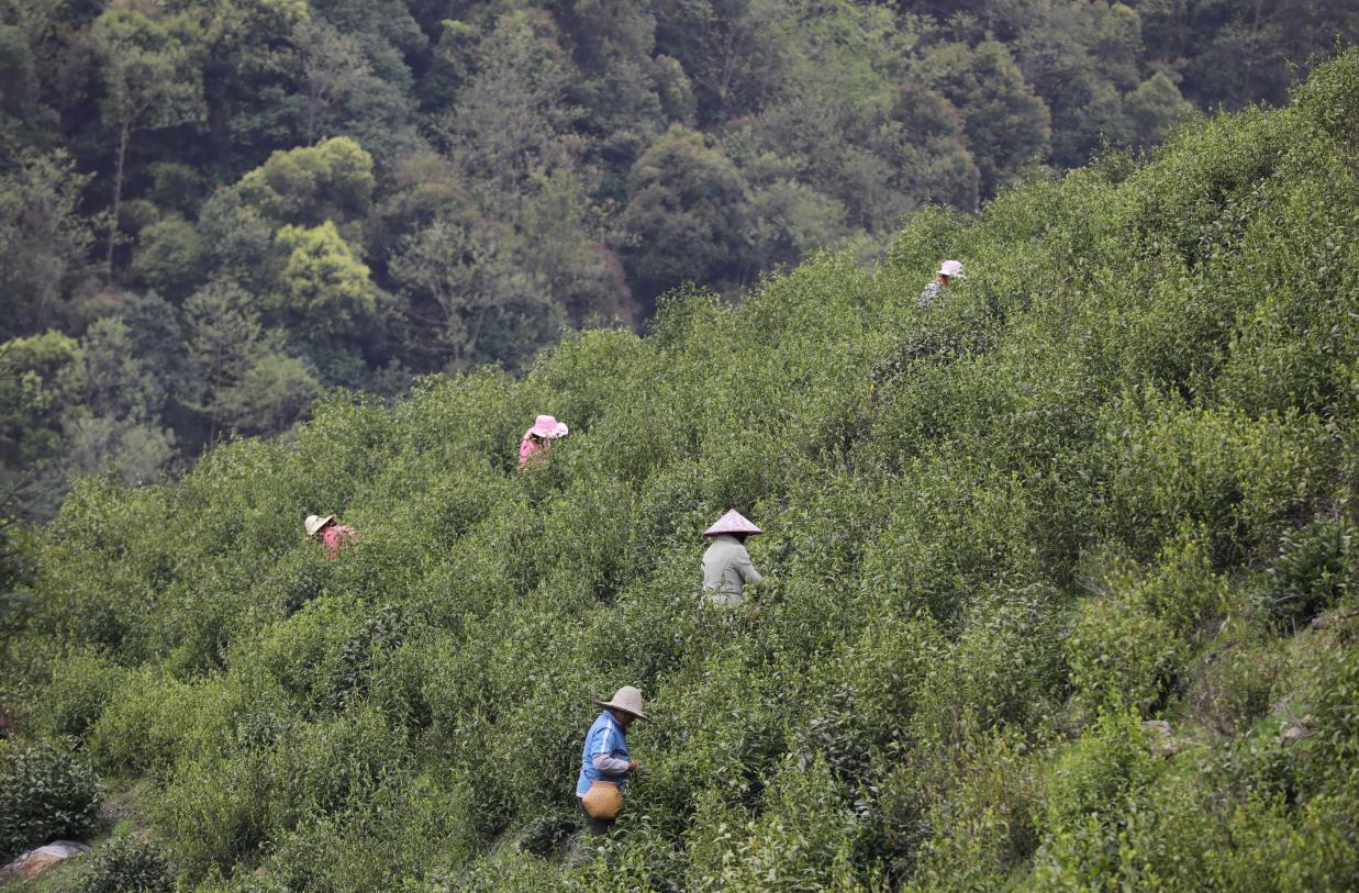 匠心千载浮梁茶:传统手工昌北茶号红茶产自桃墅村
