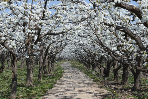 @京津冀抖音達人團拉開滄州觀花潮序幕