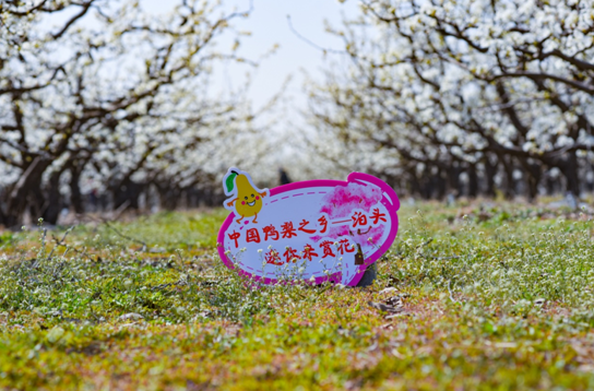 @京津冀抖音達人團拉開滄州觀花潮序幕