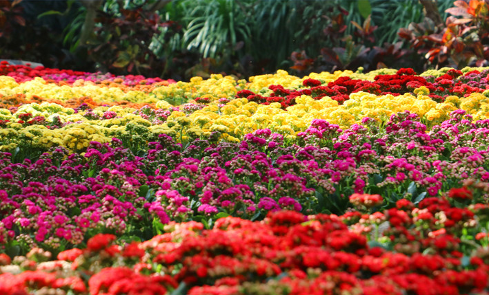 图集 | 逐春风脚步，重庆南山植物园“百花齐放”